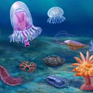 Cambrian Explosion Occurred Millions of Years Earlier than Previously Thought: Study