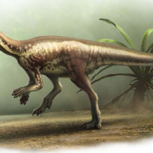 Dog-Sized Neornithischian Dinosaur Unearthed in Colorado