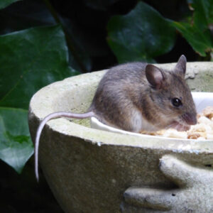 Changing one gene can restore some tissue regeneration to mice