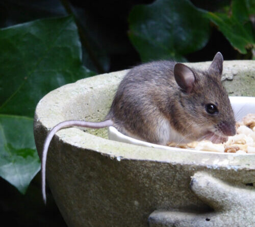 Changing one gene can restore some tissue regeneration to mice