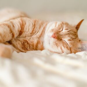 Are cats the only animals that purr?