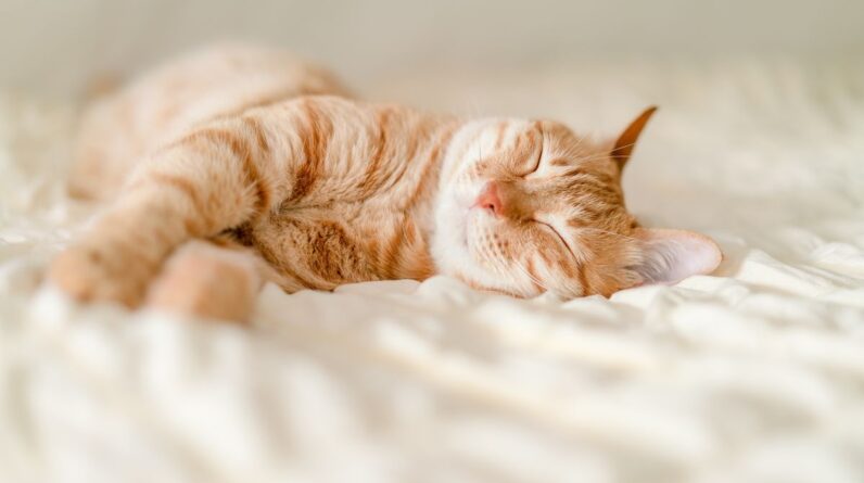 Are cats the only animals that purr?
