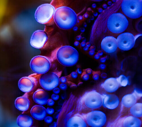 Robotic sucker can adapt to surroundings like an actual octopus
