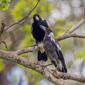 19-Million-Year-Old Currawong Fossil Found in New Zealand