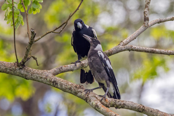 19-Million-Year-Old Currawong Fossil Found in New Zealand
