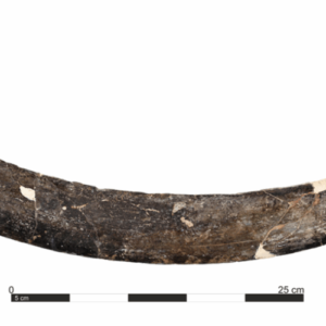 A mammoth tusk boomerang from Poland is 40,000 years old