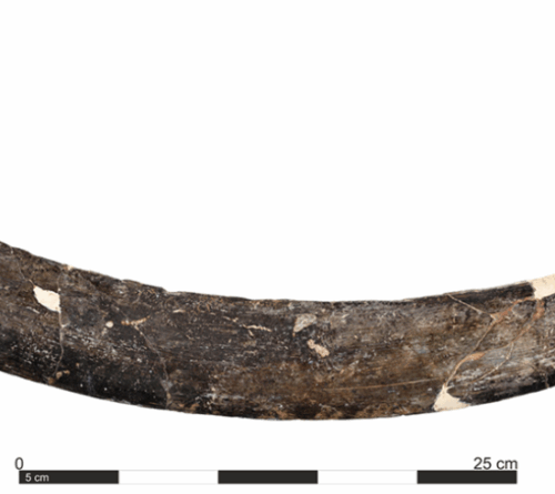 A mammoth tusk boomerang from Poland is 40,000 years old