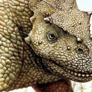 New Species of Permian Herbivorous Tetrapod Identified in China