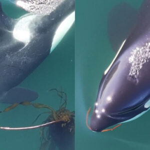 Killer Whales Fashion Tools from Kelp and Use Them for Grooming