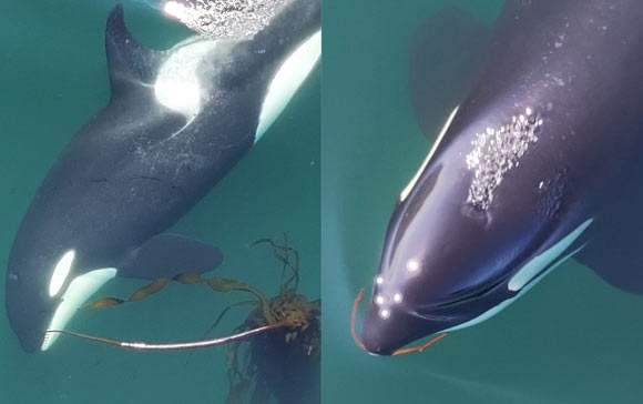 Killer Whales Fashion Tools from Kelp and Use Them for Grooming