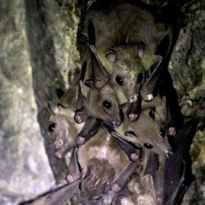New viruses identified in bats in China