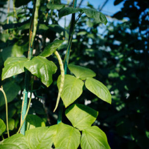 Biologists Uncover How Plants Sense Heat during Day