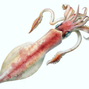 Study: Squids Originated and Rapidly Radiated by 100 Million Years Ago