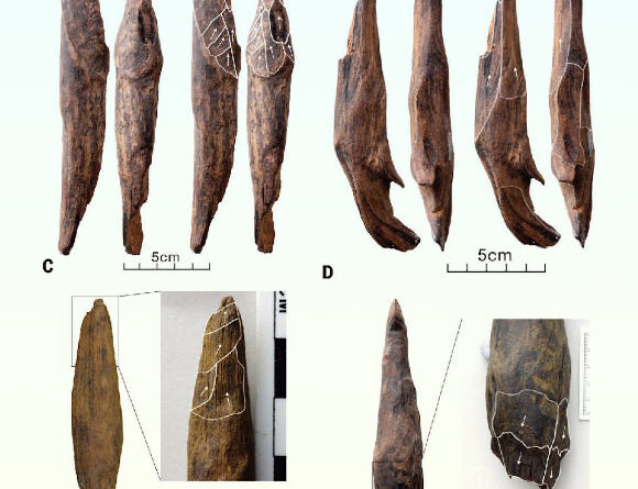 300,000-Year-Old Wooden Tools Discovered in China