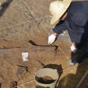 Oldest wooden tools unearthed in East Asia show that ancient humans made planned trips to dig up edible plants