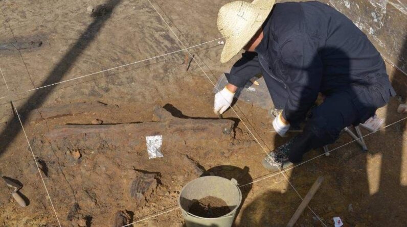 Oldest wooden tools unearthed in East Asia show that ancient humans made planned trips to dig up edible plants