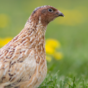 Japanese quail: The bird with weird sperm foam, a post-sex strut and a spot in space history