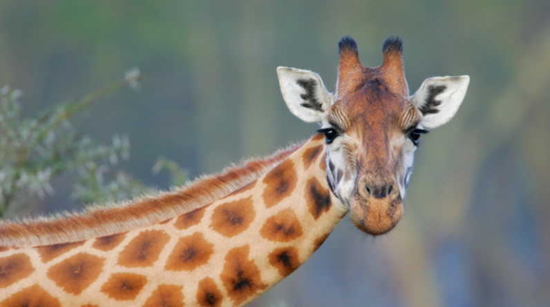 Why do giraffes have spots?