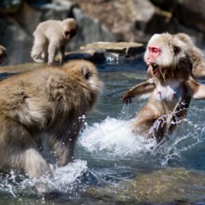‘Alpha male’ primates are rare, with females about as likely to dominate the opposite sex, study finds