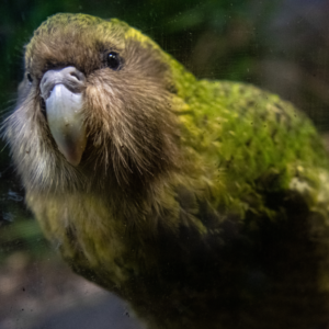 Kākāpō: The chonky parrot that can live almost 100 years