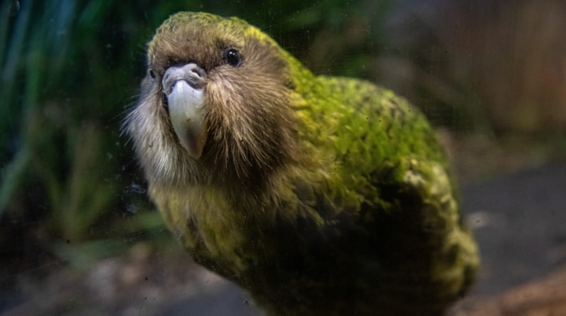 Kākāpō: The chonky parrot that can live almost 100 years