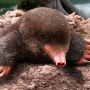 3.25-Million-Year-Old Fossil Identified as New Mole Species