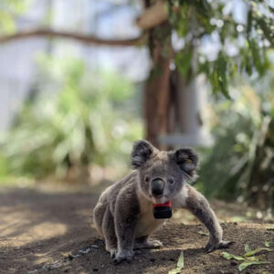 Koalas Spend Only 1% of Their Life on Ground, New Study Reveals