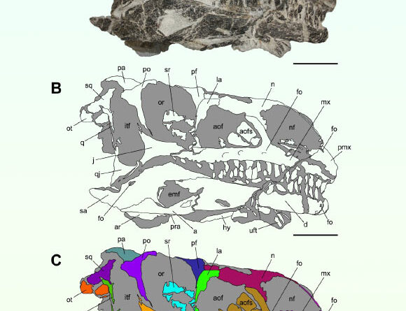 Fossil of Triassic Sauropodomorph Dinosaur Discovered in Switzerland
