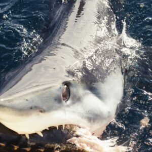 Shark Week team discovers unusual ‘black makos’ off California coast