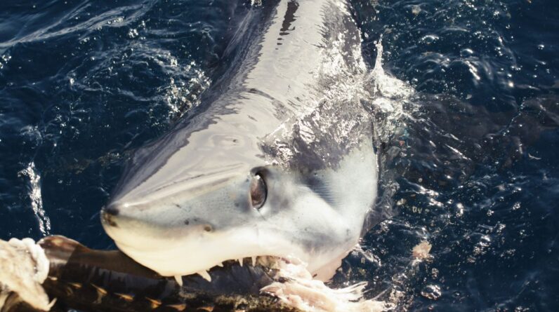 Shark Week team discovers unusual ‘black makos’ off California coast