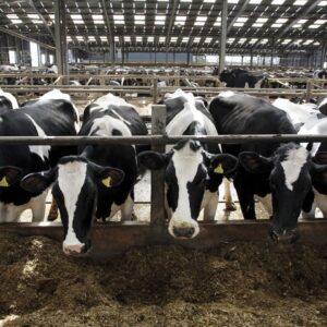 New report details one of the biggest raw milk-related outbreaks in recent US history