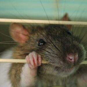Scientists gave mice flu vaccines by flossing their tiny teeth — and it worked