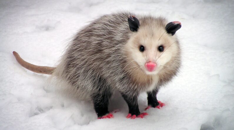 Virginia opossums: The American marsupials that have barely changed since the time of the dinosaurs