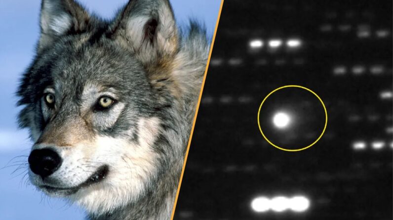 Science news this week: Wolves help restore trees in Yellowstone and the largest interstellar object ever seen