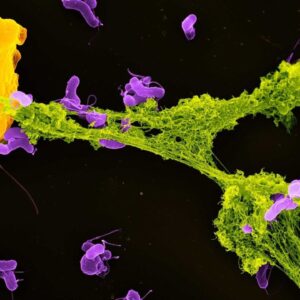 Mitochondria aren’t only the ‘powerhouses of cells’ — they also battle germs