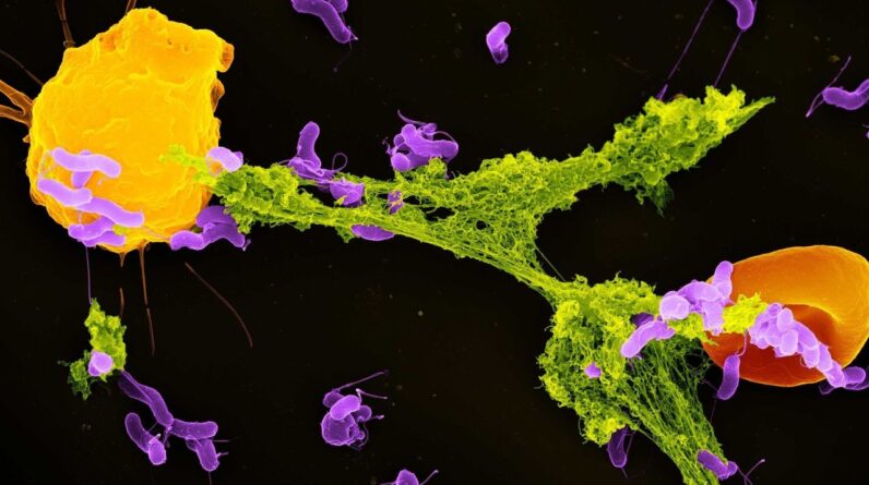 Mitochondria aren’t only the ‘powerhouses of cells’ — they also battle germs