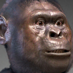 Australopithecus Males Were Much Larger than Females, Paleoanthropologist Says