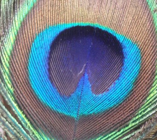Peacock feathers can emit laser beams
