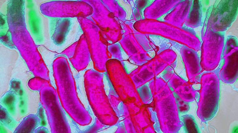Caffeine may help E. coli resist antibiotics — but more research is needed