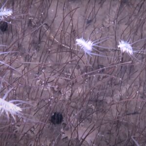 First-of-its-kind footage captures bizarre sea creatures flourishing in extreme depths of the ocean