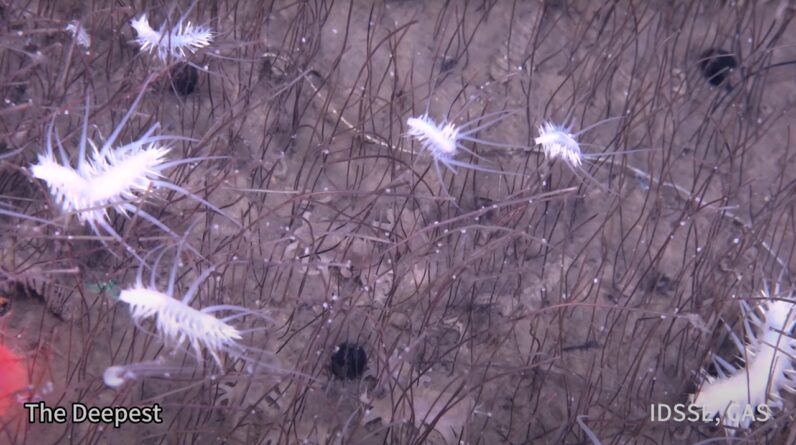 First-of-its-kind footage captures bizarre sea creatures flourishing in extreme depths of the ocean