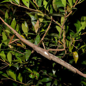 New Species of Giant Stick Insect Discovered in Australia