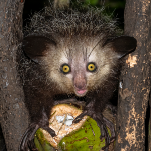 Aye-ayes: The strange nocturnal lemurs with long, creepy fingers