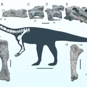 East Asia’s Oldest Known Sauropodomorph Dinosaur Unearthed in China