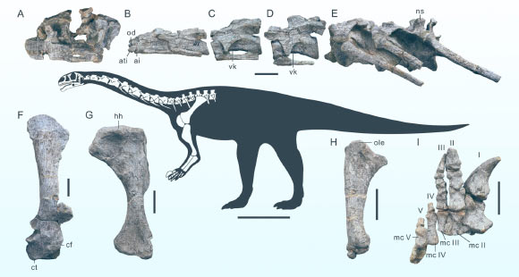 East Asia’s Oldest Known Sauropodomorph Dinosaur Unearthed in China