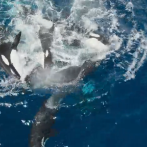 Watch a pod of orcas pretending to drown one of their own in macabre training session