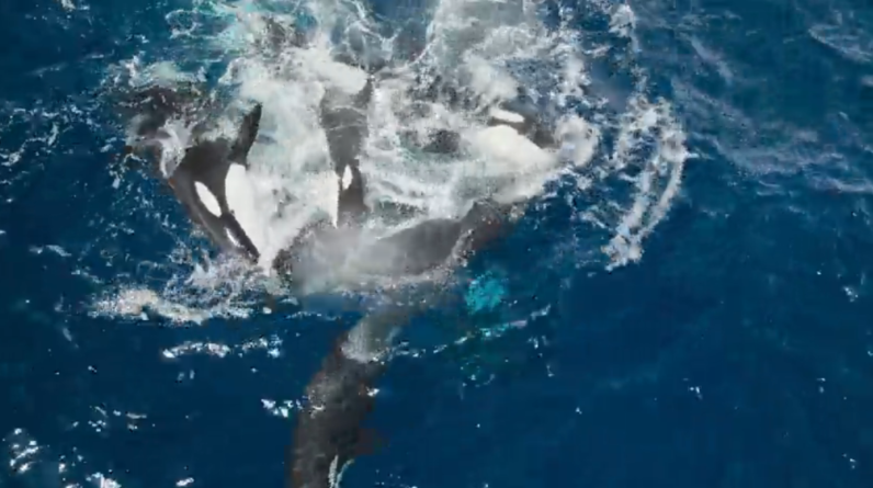 Watch a pod of orcas pretending to drown one of their own in macabre training session