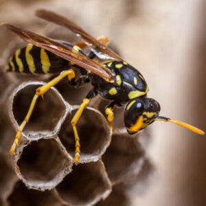 Four radioactive wasp nests found on South Carolina nuclear facility