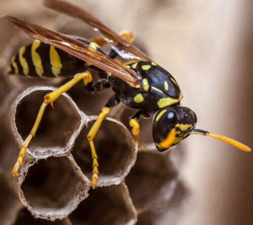 Four radioactive wasp nests found on South Carolina nuclear facility