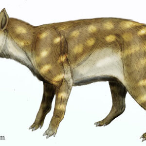 Fossil Teeth Reveal How Extinct Carnivorous Mammal Adapted to Global Warming 56 Million Years Ago